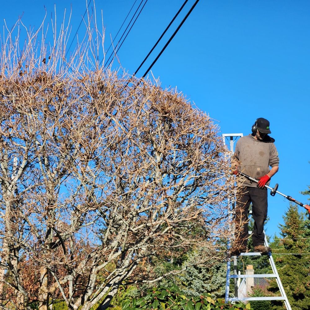 JUNIPER LANDSCAPING Updated July 2024 39 Photos 1815 Grafton