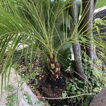 Newport Exterminating - Palm that was taken out and never re-planted. - Pest Control Near Me - Irvine, California Newport Exterminating - Palm that was taken out and never re-planted. - Pest Control Near Me - Irvine, California