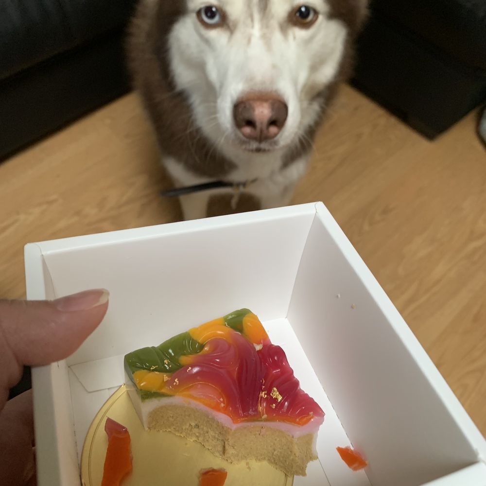 Mishka - Inside the koi cake - Pet Stores Near Me - San Francisco, California