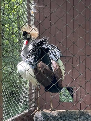 Carolina Raptor Center by null