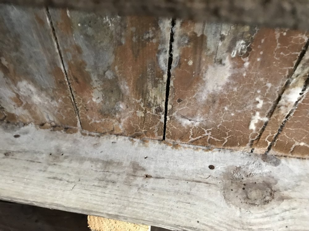 Certified Mold Inspector - mold inspector in West Columbia, SC