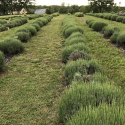 Evergreen Lavender Farm