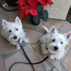 Meowser Bowser Pet Care - Two West Highland terriers we walk regularly!