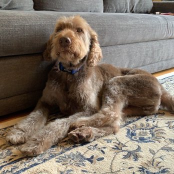 Buds. N' Suds Dog Grooming - Cubby - Pet Groomers Near Me - Chicago, Illinois