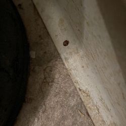 Four Seasons Exterminating - How do you know if it's bedbugs or not?