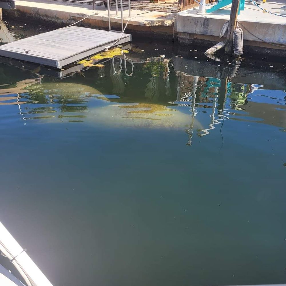 Captain Sterling's Boat Tours - I would say the one female has pretty good odds with at least one of the 5 males this mating season. Time for 23&me after the pup is born. - Boat Tours Near Me - Key Largo, Florida
