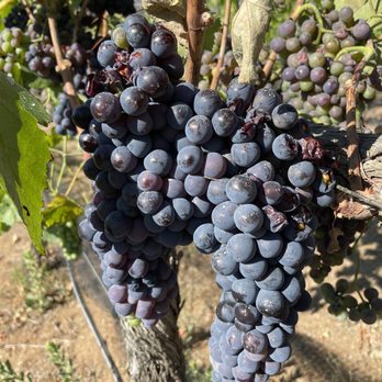 Kohill Winery - a cluster of grapes on the vine - Wineries Near Me - Ramona, California
