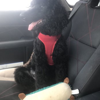 Wholesome Doodle Spa - Pet Groomers Near Me - Georgetown, Texas Wholesome Doodle Spa - Pet Groomers Near Me - Georgetown, Texas