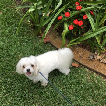 Parwick Kennels - Heading out to spend Thanksgiving at Parwick Kennel. - Pet Sitting Near Me - Land O Lakes, Florida Parwick Kennels - Heading out to spend Thanksgiving at Parwick Kennel. - Pet Sitting Near Me - Land O Lakes, Florida