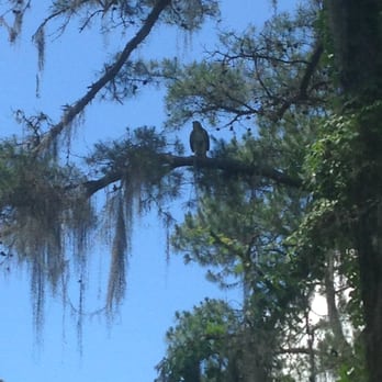 Alfred B  Maclay Gardens State Park - Hawk in McClay Gardens Park - Parks Near Me - Tallahassee, Florida