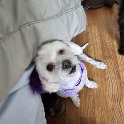 Viva La Pooch - Haircut by Jade