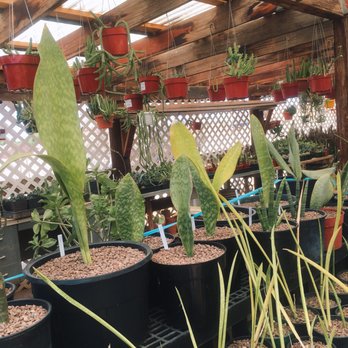 Arizona Cactus Sales - Lots of sansevaria species! You won't find these rare ones at the big box stores. Excellent and easy to care for as indoor houseplants! - Nurseries & Gardening Near Me - Chandler, Arizona Arizona Cactus Sales - Lots of sansevaria species! You won't find these rare ones at the big box stores. Excellent and easy to care for as indoor houseplants! - Nurseries & Gardening Near Me - Chandler, Arizona