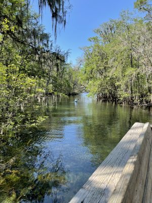 Manatee Springs by null