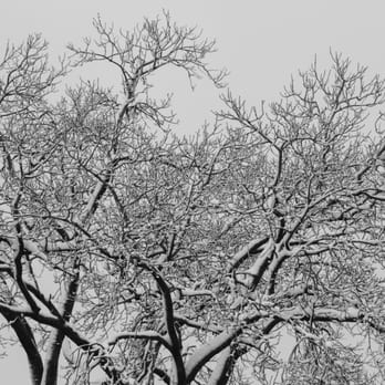 Hoyt Playground - Snow covered trees. - Playgrounds Near Me