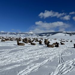 National Elk Refuge Sleigh Rides - The elk