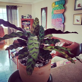 Public Land Store - My Calathea Rattlesnake from Public Lands. - Nurseries & Gardening Near Me - Sacramento, California Public Land Store - My Calathea Rattlesnake from Public Lands. - Nurseries & Gardening Near Me - Sacramento, California