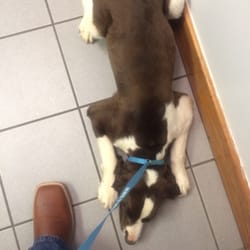 Dearing Veterinary Clinic - Yup, she was given a relaxer!!