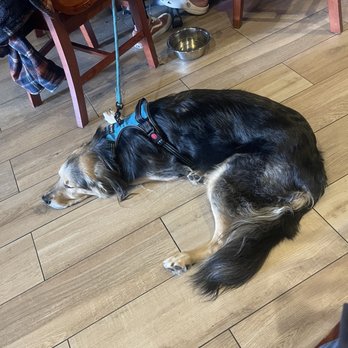 Mr Peabody's - Pet friendly environment - Burgers Near Me - Encinitas, California Mr Peabody's - Pet friendly environment - Burgers Near Me - Encinitas, California