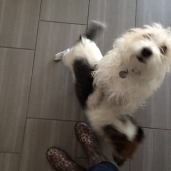 Mucho Poocho - Oscar and Olive excited to see Hope - Dog Walkers Near Me Mucho Poocho - Oscar and Olive excited to see Hope - Dog Walkers Near Me