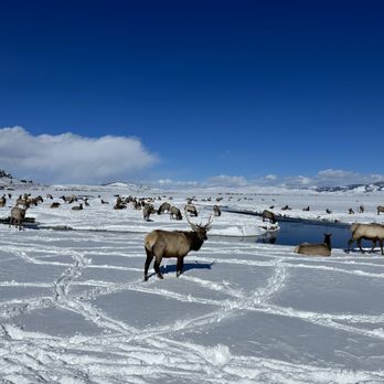 National Elk Refuge Sleigh Rides - The elk - Parks Near Me - Jackson, Wyoming National Elk Refuge Sleigh Rides - The elk - Parks Near Me - Jackson, Wyoming
