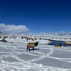 National Elk Refuge Sleigh Rides - The elk