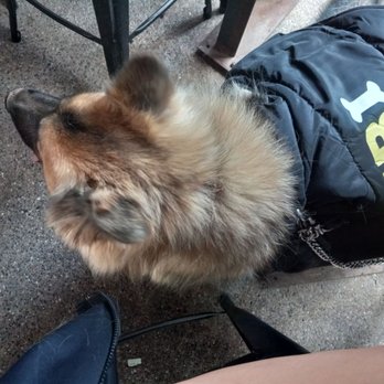 Pedal Haus Brewery - Outdoor seating is dog-friendly. :) - Breweries Near Me - Tempe, Arizona