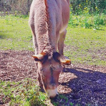 Barron Park Donkeys - Community Service/Non-Profit Near Me - Palo Alto, California Barron Park Donkeys - Community Service/Non-Profit Near Me - Palo Alto, California