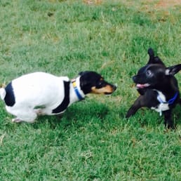 Playful Playful