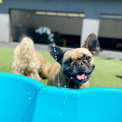 West LA Dogs- Small Dog Building - Water play