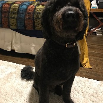 Drummond's Pet Grooming - Pet Groomers Near Me - Alameda, California