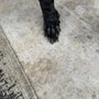 Photo of Kreative K9s