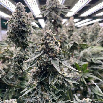 Maitri Medicinals - Cannabis Clinics Near Me - Pittsburgh, Pennsylvania Maitri Medicinals - Cannabis Clinics Near Me - Pittsburgh, Pennsylvania
