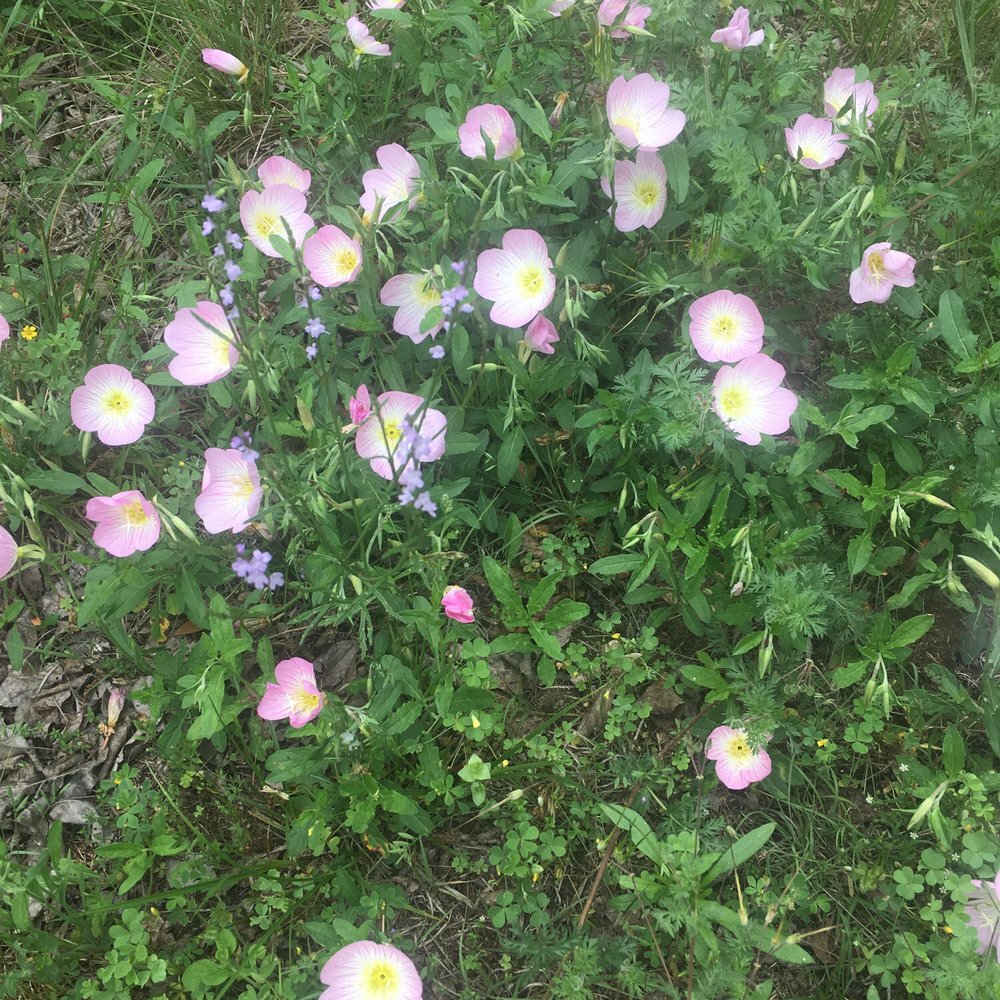 Highway 377 - Wild flowers on highway 377 in the spring time. - Public Transportation Near Me - Dublin, Texas Highway 377 - Wild flowers on highway 377 in the spring time. - Public Transportation Near Me - Dublin, Texas