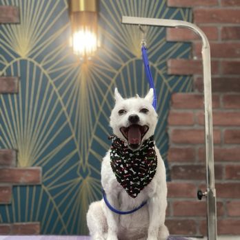 Wicked Wagz Grooming Studio - Pet Groomers Near Me - Los Angeles, California