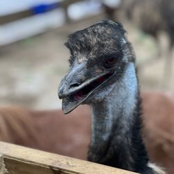 Big Rock Dude Ranch at Ponderosa - Emu petting zoo