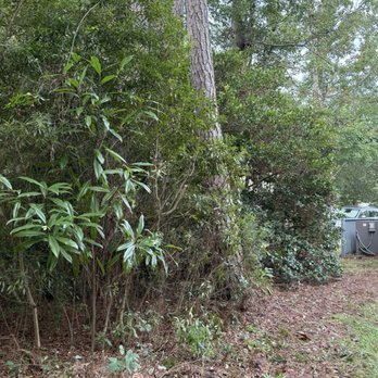 Arbory Masters - Side yard cut back so walkway opened up. - Tree Services Near Me - Warsaw, North Carolina Arbory Masters - Side yard cut back so walkway opened up. - Tree Services Near Me - Warsaw, North Carolina
