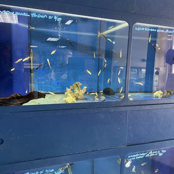 B B Tropical Fish & Pet - Local Fish Stores Near Me - Houston, Texas B B Tropical Fish & Pet - Local Fish Stores Near Me - Houston, Texas