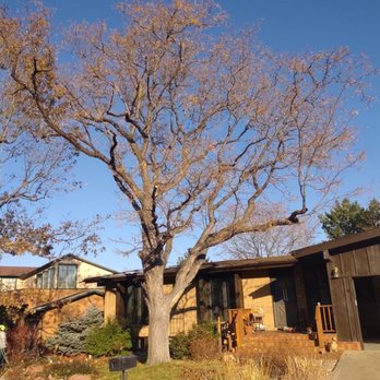 Oak Arbor Care - Honey locust ( Gleditsia triacanthos ) finished prescribed pruning, tip reductions, crown cleaning ( removal of dead wood) , crown thinning. - Tree Services Near Me Oak Arbor Care - Honey locust ( Gleditsia triacanthos ) finished prescribed pruning, tip reductions, crown cleaning ( removal of dead wood) , crown thinning. - Tree Services Near Me