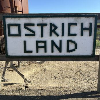 Ostrichland USA - Attraction Farms Near Me - Solvang, California Ostrichland USA - Attraction Farms Near Me - Solvang, California