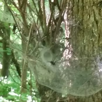 Matthiessen State Park - these huge HORRIFYING spiders are all around the Brown/Bluff Trail - Parks Near Me - Oglesby, Illinois Matthiessen State Park - these huge HORRIFYING spiders are all around the Brown/Bluff Trail - Parks Near Me - Oglesby, Illinois