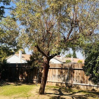 Mario's Tree Services - Tree Services Near Me - Bakersfield, California