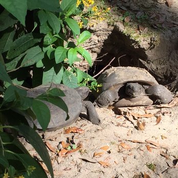Tree Hill Jacksonville's Nature Center - Tortoises - Parks Near Me - Jacksonville, Florida