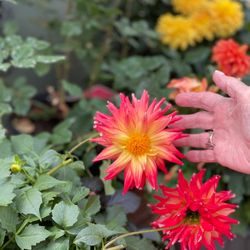 Pine Grove Greenhouse & Farm Market - Unique flowers