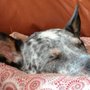 Photo of Home Away From Home Pet Care, LLC