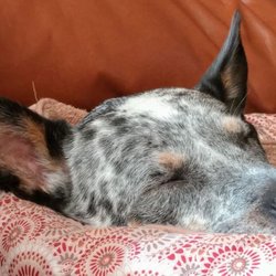 Home Away From Home Pet Care, LLC - Sleepy Lily