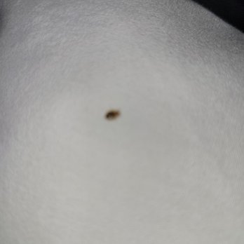 Cresthaven Inn JFK - Bed bugs - Hotels Near Me - Queens, New York