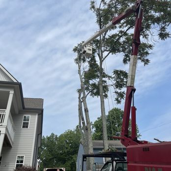 Pac-Tree - Tree Removal challenge - Tree Services Near Me