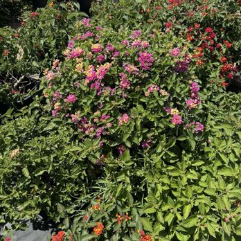Kobata Growers - Nurseries & Gardening Near Me - Torrance, California Kobata Growers - Nurseries & Gardening Near Me - Torrance, California