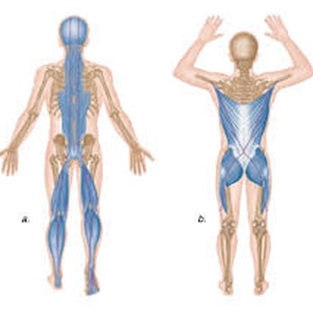 Wilton Chiropractic - Nurturing this Posterior Chain is a vital component to gaining control of your health. - Chiropractors Near Me - Wilton, Connecticut Wilton Chiropractic - Nurturing this Posterior Chain is a vital component to gaining control of your health. - Chiropractors Near Me - Wilton, Connecticut