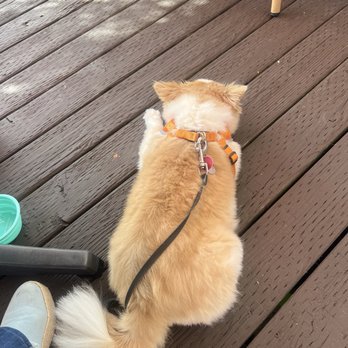 Island Cafe - My baby is a peaceful dog. - American Near Me - Portland, Oregon